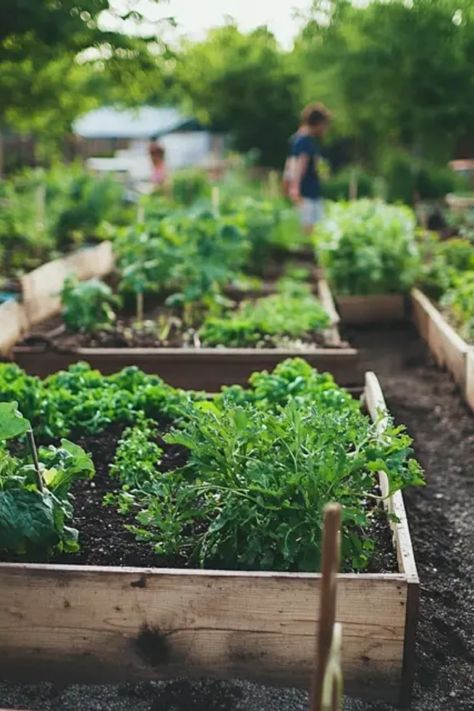 Creating a community garden is a fantastic way to promote sustainable gardening practices while fostering community spirit. Whether you’re an experienced gardener or just starting, learn how to choose the right location, engage local volunteers, and select native plants that thrive in your area. Explore unique tips for soil preparation, organic composting, and crop rotation, all of which enhance growth and health in your garden. Plus, discover the joy of sharing harvests while educating others about sustainable gardening. Urban Sustainability, Vision 2025, Community Gardens, Sustainable Gardening, Organic Pest Control, Organic Compost, Sustainable Community, Community Garden, Water Waste