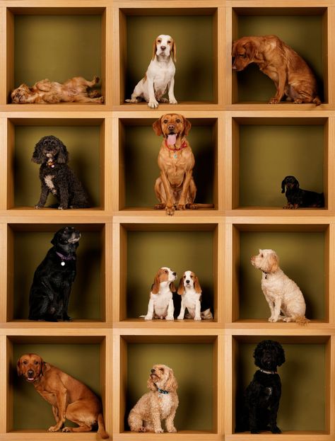 Nail this fun box-stacked portrait idea with these tips Stack Box For Dogs, Ikea Kallax Unit, Family Potrait, Excited Dog, Crop Image, Puppy Photos, Family Pics, Color Correction, How To Memorize Things