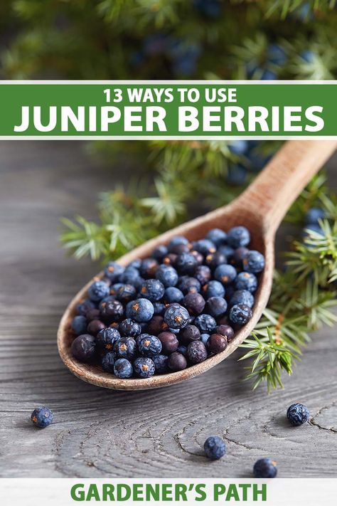 Cedar Berries Uses, Juniper Plant, Juniper Berry Essential Oil, Scientific Poster, Juniperus Communis, Wild Food Foraging, Wild Berries, Juniper Berries, Berries Recipes