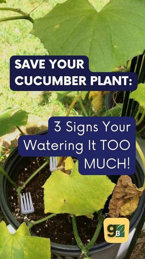 Are you watering cucumber plants too much? Learn 3 signs of overwatering and how to prevent this cucumber plant problem in the future. Discover the right balance to keep your cucumbers healthy and thriving. Check out our guide for solutions to overwatering woes. Your plant will be so glad you did! Growing Cucumbers From Seed, Cucumber Plants, Gardening Herbs, Frugal Gardening, Growing Organic Vegetables, Herbs Plants, Cucumber Plant, Growing Cucumbers, Plant Pests