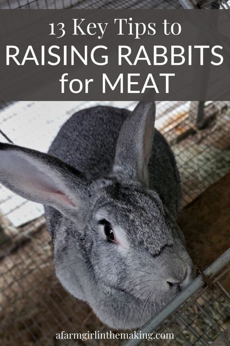 Meat Rabbits Breeds, Raising Meat Rabbits, Rabbits For Meat, Raising Rabbits For Meat, Rabbit Farm, Meat Rabbits, Raising Rabbits, Rabbit Breeds, Healthy Meats