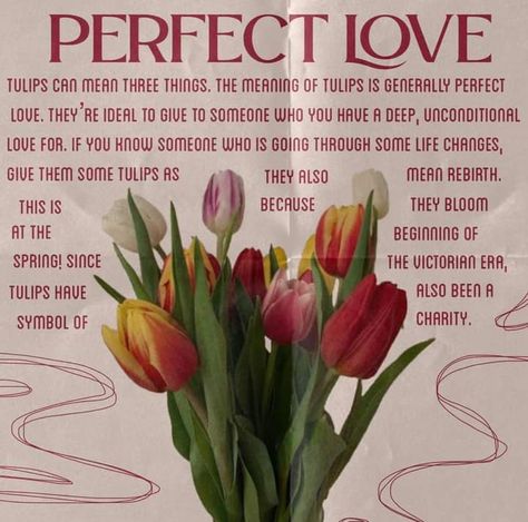 Don't repost without my permission. Tulip Color Meaning, Tulip Meaning, Tulips Quotes, Flower Layout, Tulips Meaning, Types Of Tulips, Outdoor Pallet Projects, Outdoor Pallet, Hbd Quotes