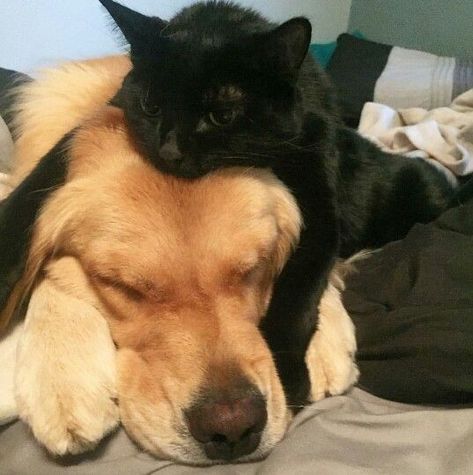 Black Cat Golden Retriever Duo Aesthetic, Golden Retriever And Black Cat Couple, Angel Dynamite, Black Cat And Golden Retriever, Got Funny, Pics Of Celebrities, Black Cat Aesthetic, Perfect Live, Cat Couple