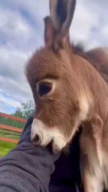 Baby Donkey, Regnul Animal, Miniature Donkey, Tack Store, Cute Donkey, Dream Farm, Morning Funny, Baby Animals Pictures, Pet Animals