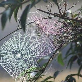 Join the fun and get inspired! Submit a photo and collaborate with other creative people like you. Spider Art, Spider Webs, Airbrush Art, Foto Art, Photo Journal, Barbed Wire, Water Droplets, 4 Seasons, Amazing Spider