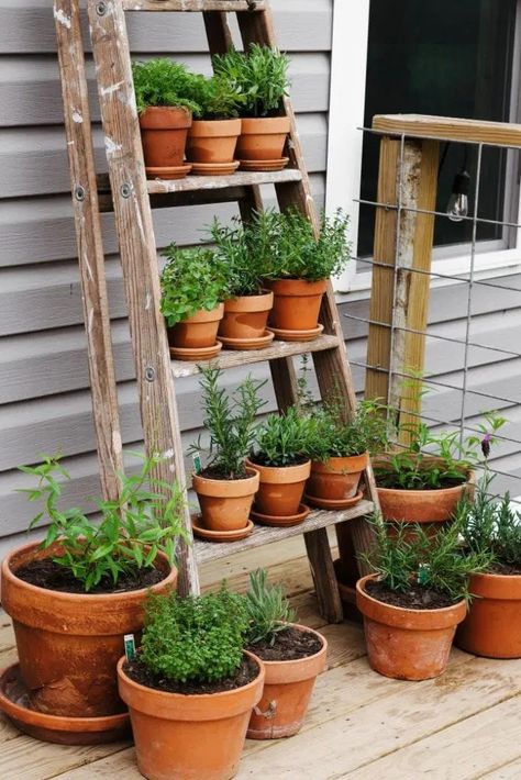 Terracotta Pot Herb Garden, Herbs Grown Indoors, Small Garden Diy Ideas, Ladder Herb Garden, Small Porch Garden, Outdoor Herb Garden Ideas, Herb Ladder, Porch Herb Garden, Upcycled Ladder