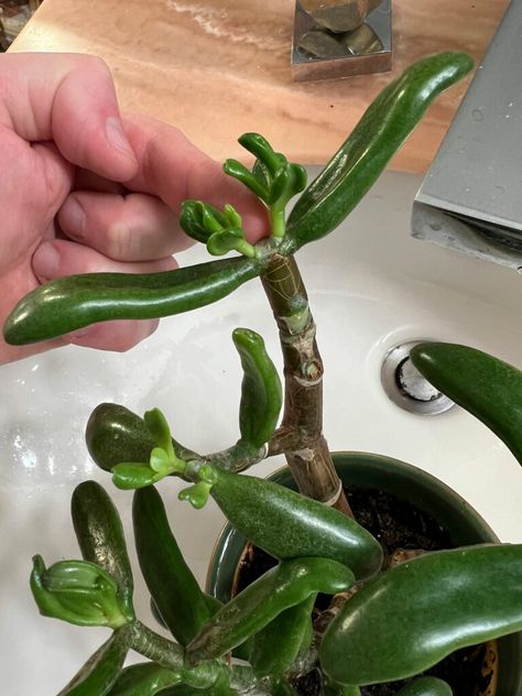 Jade Plant Propagation, Jade Plant Pruning, Repot Plants, Suculent Plants, Jade Plant Care, Propagate Succulents, Gardening Indoors, Plants For Home, Indoor Greenery