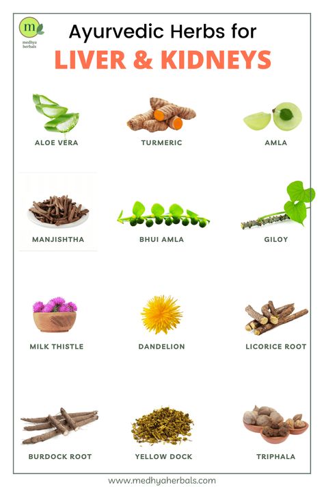 12 Best Ayurvedic Herbs for Kidneys and Liver Cleanse (Detoxification) Herbs For Liver, Liver Herbs, Food For Kidney Health, Healthy Liver Diet, Kidney Detox, Liver Diet, Ayurvedic Healing, Food Health Benefits, Liver Detoxification