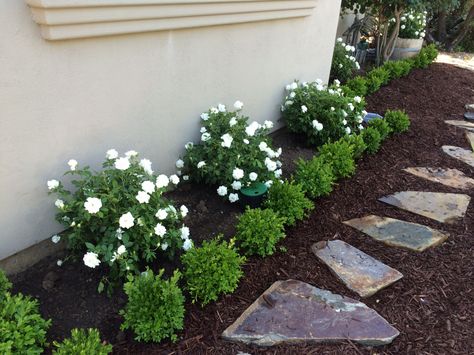 Iceberg roses with dwarf boxwoods and stepping stones Gardenia Bush, Yard Path, Boxwood Landscaping, Knockout Roses, Walkway Landscaping, Front Landscaping, Front Lawn, Front House Landscaping, In Front Of House