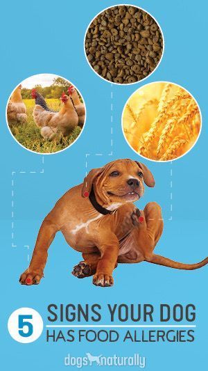 Dog Allergies Remedies, Food Allergy Symptoms, Dog Skin Allergies, Dog Food Allergies, Itchy Dog, Allergic To Dogs, Dog Remedies, Dog Itching, Raw Dog Food Recipes