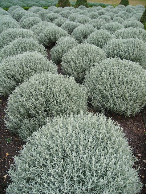 Edging Flower Beds, Silver Plant, Australian Native Garden, Country Garden Decor, Dry Garden, Australian Garden, Gravel Garden, Coastal Gardens, Landscape Edging