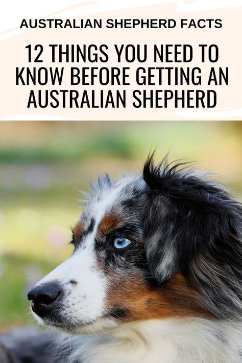 Australian Shepherd Training, American Shepherd, Shepherd Dog Breeds, Aussie Shepherd, Australian Shepherd Puppy, Aussie Puppies, Australian Shepherd Puppies, Aussie Dogs, Australian Shepherd Dogs