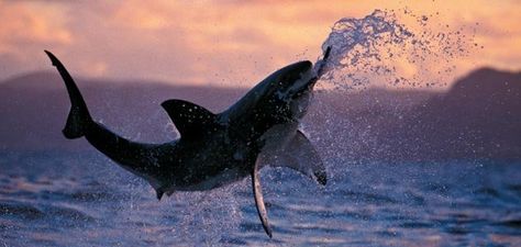 Shark Pictures, Big Shark, Fauna Marina, Shark Gifts, Shark Fishing, Underwater Creatures, The Great White, Charles Darwin, White Sharks