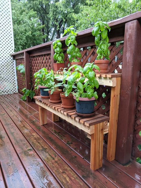 Flower Shelves Outdoor, Growing Station, Wine Box Garden, Bonsai Bench, Plant Shelves Outdoor, Easy Garden Ideas Landscaping, Bonsai Display, Patio Container Gardening, Diy Planters Outdoor