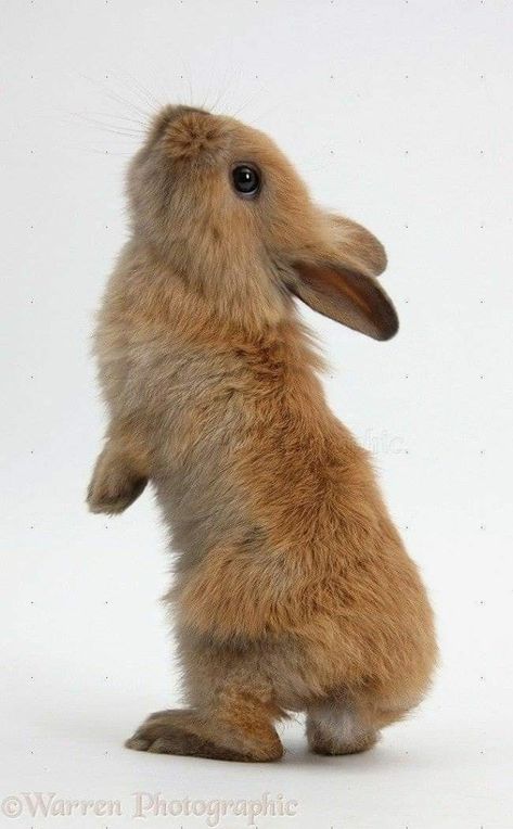 Rabbit Standing, Lop Rabbit, Brown Rabbit, Rabbit Pictures, Indoor Rabbit, 동화 삽화, Rabbit Hutches, Bunny Pictures