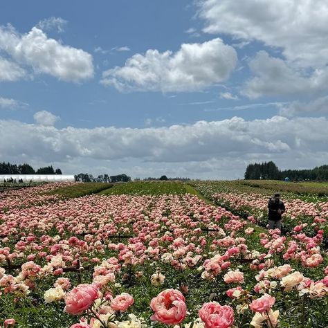 Erin Benzakein - Floret on Instagram: "While down in Oregon with we visited @adelmanpeonygardens, a family owned and operated peony farm that is well loved by many. In addition to their incredible wholesale flower business (florist you can order cut stems through @mayeshwholesale ) they also sell roots through their mail order business and ship them all over the world. They are taking preorders now for fall shipping and if you want any, get your order in before the popular ones sell out. If you’re in driving distance, their farm is open 7 days a week through mid June. You can walk through 30 acres of peonies in bloom, shop their potted plant nursery, get cut flowers and tour the display garden. There’s no entrance fee and lots of parking. This is one of many of their Coral Charm patches sc Erin Benzakein, Peony Farm, Flower Business, Wholesale Flowers, Plant Nursery, Plant Lady, Mail Order, Sell Out, Better Love