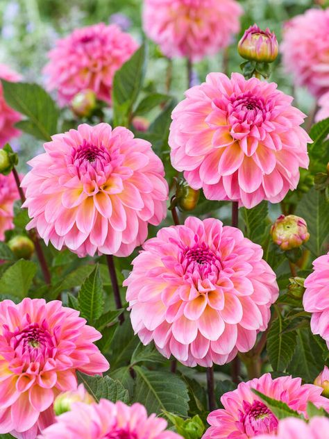 Dahlia Flower, Fall Plants, Planting Bulbs, Different Flowers, Types Of Soil, Types Of Plants, Beautiful Blooms, Garden Seeds, Cut Flowers