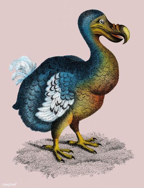 Illustration of Dodo from Zoological lectures delivered at the Royal institution in the years 1806-7 by George Shaw (1751-1813). | premium image by rawpixel.com Dodo Bird Illustration, Dodo Illustration, George Shaw, Dodo Bird, Dance Paintings, Extinct Animals, Vintage Illustrations, Watercolor Inspiration, Bird Illustration