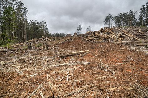 Habitat Loss | Reading | EnglishClub Grassland Habitat, Mangrove Swamp, Modern Agriculture, Coral Bleaching, Habitat Destruction, Natural Ecosystem, Yarra Valley, Facts For Kids, Endangered Animals