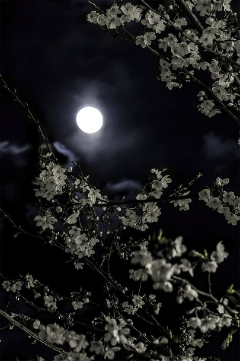 Look Up In The Sky, Garden Night, Garden At Night, Moonlight Photography, Splash Images, Romantic Wallpaper, Iphone Wallpaper Landscape, Beautiful Flowers Photos, Night Flowers