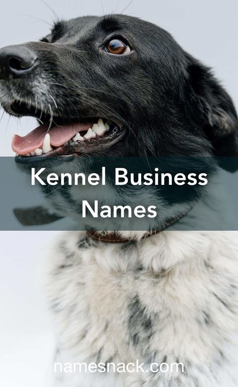 10 barking good names for your kennel business. Dog Boarding Business Names, Dog Business Names, Dog Breeders Kennels, Kennel Business, Dog Breeding Kennels, Dog Breeding Business, Good Names, Dog Boarding Kennels, Pet Sitting Business