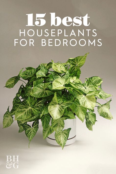 Want to know the best houseplants to grow in your bedroom. This list of the perfect houseplants for bedrooms is full of plants that will help you sleep and thrive in your space.  #houseplants #indoorgardening #plantsforyourbedroom #bhg Best Plants For Bedroom, Best Houseplants, Oxalis Triangularis, Low Light House Plants, Indoor Plants Low Light, Easy Care Houseplants, Easy House Plants, Tattoo Plant, نباتات منزلية