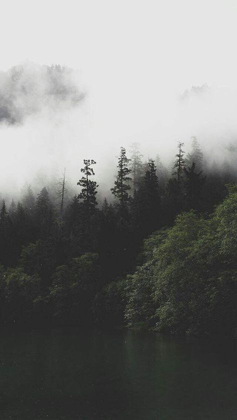 #flower #flowerwallpaper #view #viewwallpaper #neutral #neutralwallpaper #wallpaper #iphonewallpaper #wallpaperphone #wallpaperiphone The Fog, Trees, Forest, Iphone, Water