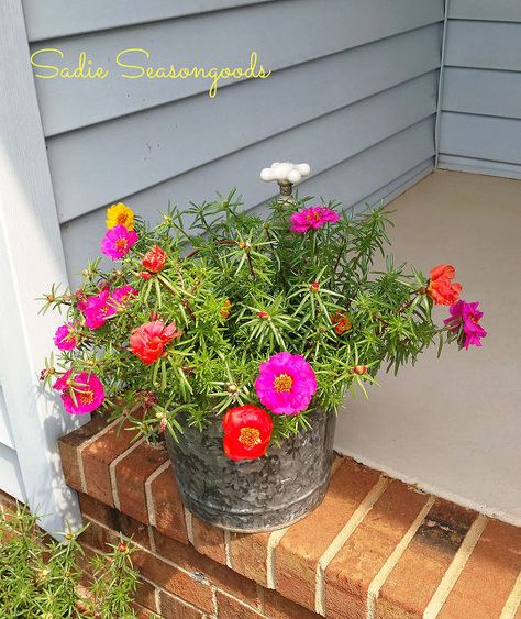 Faucet Planter, Portulaca Flowers, Garden Diy Ideas, Garden Frogs, نباتات منزلية, Modern Plant Stand, Garden Basket, Vintage Bucket, Flowers Gardening