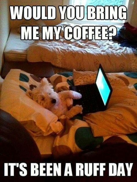 Coffee with you quotes cute memes animals quote coffee pets funny quotes Kitty Quotes, Humor Animal, Animal Humor, Funny Dog Pictures, West Highland White Terrier, My Coffee, Animal Quotes, Funny Animal Pictures, Watching Tv