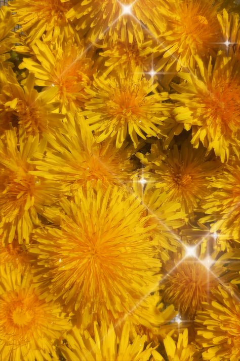 Yellow Aesthetic Pastel, Yellow Petals, Dandelion Yellow, Three Primary Colors, Bright Spring, Gold Background, Flower Lights, Yellow Lace, Pretty Plants