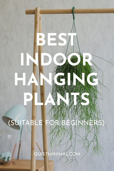 best indoor hanging plants Trailing Plants Indoor, Plants Low Light, Home Plant Decor, Indoor Hanging Plants, Best Indoor Hanging Plants, Hanging Indoor Plants, Fake Hanging Plants, Indoor Plants Low Light, Indoor Plants Styling