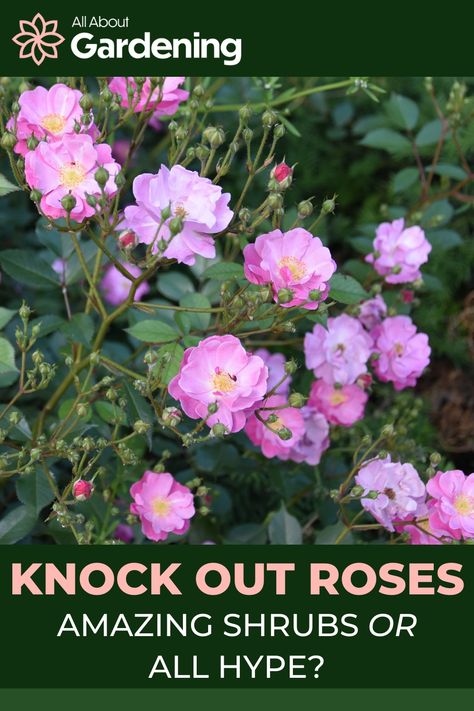 Knock Out Roses Landscape Ideas, Knockout Rose Tree, Rosette Disease, Double Knockout Roses, Flower Planting Guide, Knock Out Roses, Curb Appeal Landscape, Landscaping With Roses, Hidden Lake