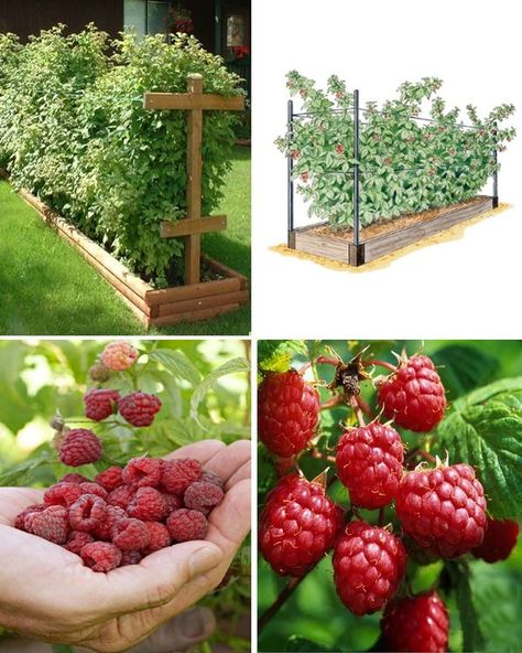 Raspberry Bed Ideas, Raspberry Raised Bed, Raspberry Garden Ideas, Raspberry Garden, Vege Patch, Grow Banana Tree, Raspberry Plant, Raspberry Canes, Potato Tower