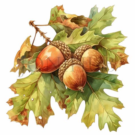 Acorn Clipart, Acorn Painting, Confectionery Design, Autumn Clipart, Sweet Delights, China Painting, Cool Things, Oak Leaf, Autumn Art