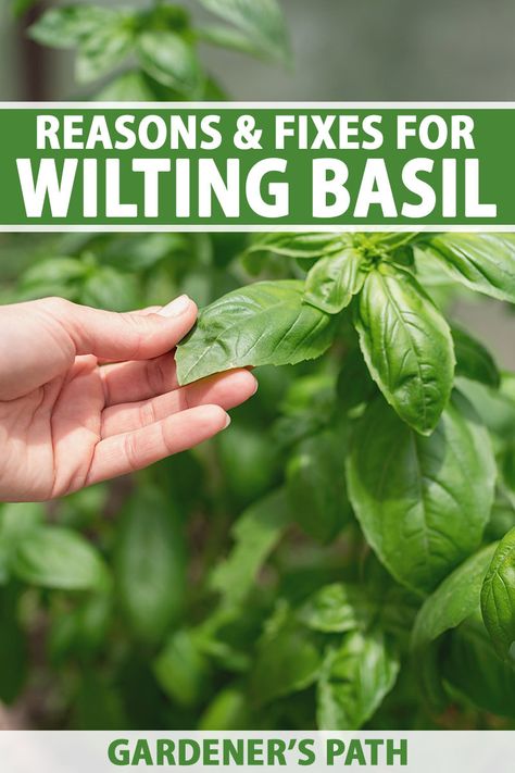 Basil, with its versatile flavor, is a must-have in the herb garden. The plants enjoy moist soil and a full sun location and are generally easy to care for. But what do you do if your basil is wilting and drooping? Learn about 9 reasons why basil plants wilt and how to resolve it on Gardener's Path. #basil #gardenerspath Vine Fruit, Basil Leaf, Gardening Gear, Basil Plant, Gardening Books, Herbs Indoors, Cold Frame, Tree Care, Replant