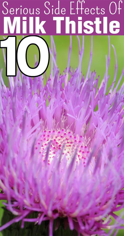 10 Serious Side Effects Of Milk Thistle Milk Thistle Benefits, Herbal Apothecary, Herbs For Health, Upset Stomach, Milk Thistle, Wild Plants, Healing Herbs, Be Natural, Alternative Health