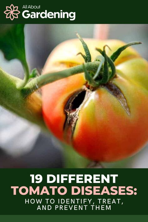 Tomato Diseases Fruit, Tomato Plant Diseases, Tomato Diseases, Tomatoes Plants Problems, Planting Tomatoes, Tomato Disease, Tomato Problems, Tomatoes Growing, Raised Garden Beds Diy Vegetables