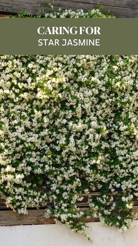 If you're seeking a plant that adds both beauty and fragrance to your garden or home, look no further than the lovely Trachelospermum jasminoides, better known as Star Jasmine. This evergreen climbing vine hails from East Asia, particularly China and Japan, and is celebrated for its stunning star-shaped white flowers that bloom during late spring and summer. The sweet scent of these blooms can elevate any outdoor space or indoor area, making it a beloved choice among gardening enthusiasts. Jasmine Plant Indoor Hanging, Jasmine Arch Trellis, Star Jasmine Arch, Jasmine Tree Outdoor, Star Jasmine In Pots, Jasmine Vine Trellis, Jasmine Plant Climbing, Star Of Jasmine, Star Jasmine Ground Cover