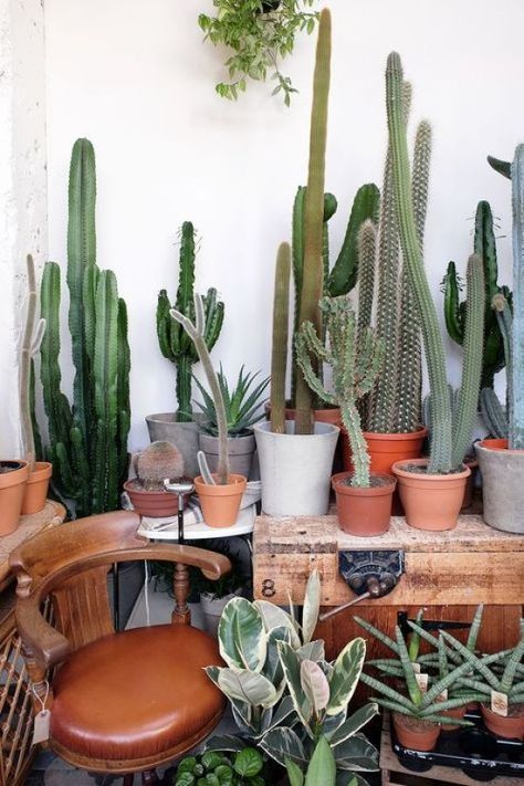 Easy-To-Grow Plants For Busy Students - Society19 San Pedro Cacti, Cactus Planta, Plants Are Friends, Deco Nature, Succulent Gardening, Cactus Garden, Cactus Y Suculentas, Pretty Plants, Cactus Flower