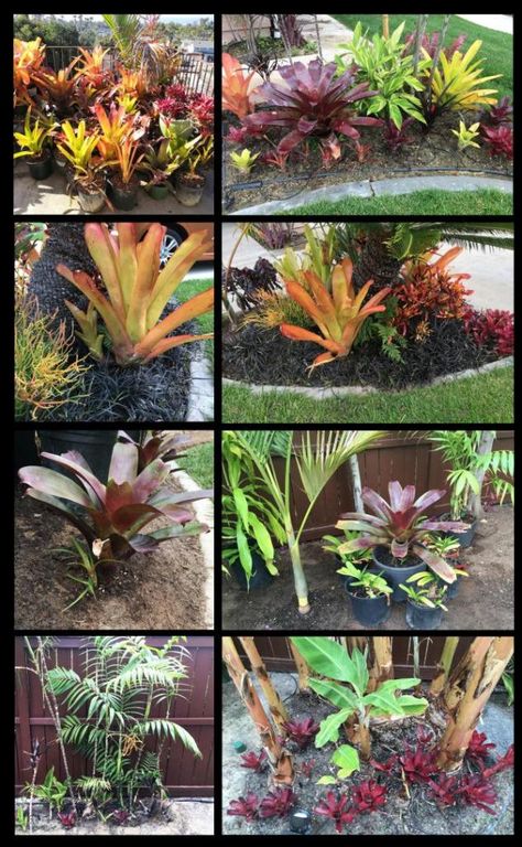 Bromeliad Landscaping Ideas, Tropical Looking Plants, Bromeliads Landscaping, Container Gardening Flowers, Back Garden, Container Gardening, Gardening Tips, Landscape Design, Flower Garden