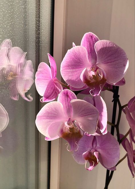 Aesthetic Orchid Flowers, Orchid Flower Purple, Purple Orchid Aesthetic, Orchid Aesthetic Wallpaper, Pink Orchids Centerpiece, Orchid Aesthetic, Baby Orchid, Orchid Photography, Orchid Flower Arrangements