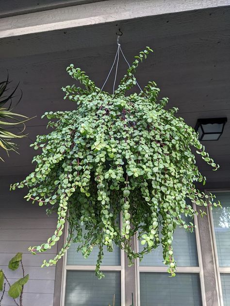 Hanging Basket Plants, Plant Balcony, Large Hanging Planters, House Plants Hanging, Small House Garden, Hanging Plants Outdoor, Peperomia Plant, Porch Plants, Privacy Plants