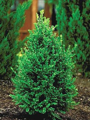 Emerald Arborvitae, Green Mountain Boxwood, Boxwood Landscaping, Box Wood Shrub, Boxwood Plant, Landscape Plants, Planting Shrubs, Landscaping Supplies, Garden Items