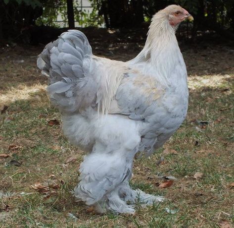 Brahma Chicken Colors, Light Brahma Chicken, Giant Chicken Breeds, Brahma Rooster, Light Brahma, Heritage Chickens, Giant Chicken, Brahma Chicken, Chicken Coloring