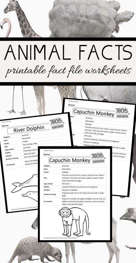 Ocean, Rainforest, Farm animals - I have gathered all my animal fast fact file worksheets in one place to make it easier for you to find what you need as you teach your children all about animals!  #factfiles #allaboutanimals #freeworksheets #3boysandadog Animal Fact File, Weekly Themes, Animal Lessons, Shark Facts, River Dolphin, Animals Information, Free Homeschool Printables, American History Lessons, Homeschool Freebies