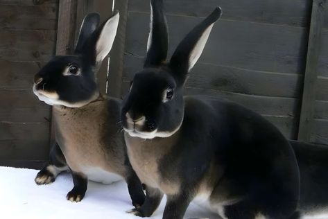 Black Otter Rex Rabbits: Appearance, Lifespan, Temperament, Care Sheet Black Otter Rex Rabbit, Regnul Animal, Heartwarming Pictures, Black Rabbit, Rabbit Rabbit, Rex Rabbit, Cute Creatures, Sweet Animals, Animal Photo