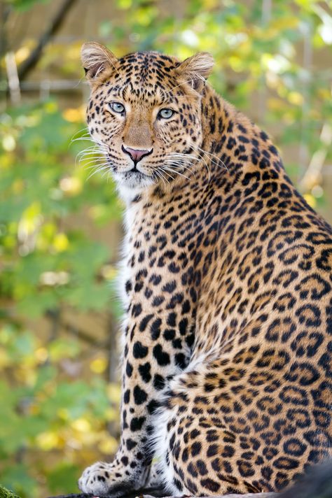 Jaguar Wallpaper, Jungle Pictures, Leopard Pictures, Jaguar Animal, Amur Leopard, Exotic Cats, Majestic Animals, African Animals, Leopards