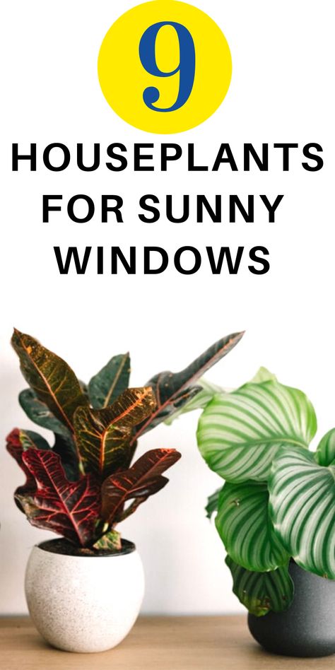 Best Plants For South Facing Window, Best Window Plants Indoor, Best Plants For Sunny Areas, Plants South Facing Window, South Window Indoor Plants, Plants For Window Sill, Window Sill Plants Indoor, High Light Plants Indoor, Plants For Sunroom