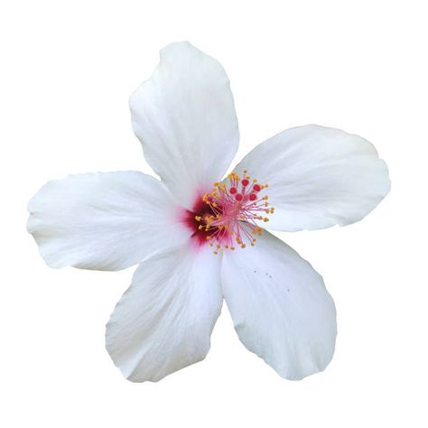 Hibiscus White Background, Flower White Background Aesthetic, Hibiscus Flower White Background, Flower Pictures Aesthetic, Summer Aesthetic Icons, Hibiscus Icon, Flowers With White Background, White Background With Flowers, Icons White Background