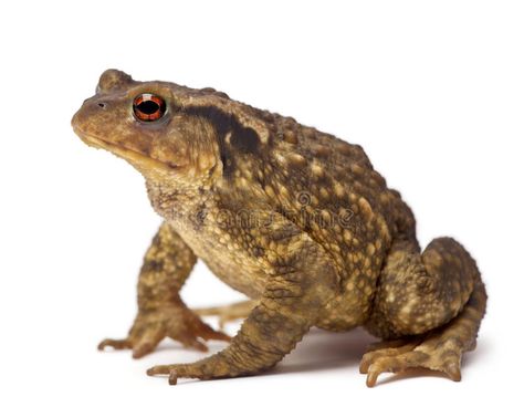 Common Toad, Types Of Frogs, Fairytale Illustration, Frog And Toad, Nature Animals, Amphibians, Toad, Photo Posters, Birds In Flight